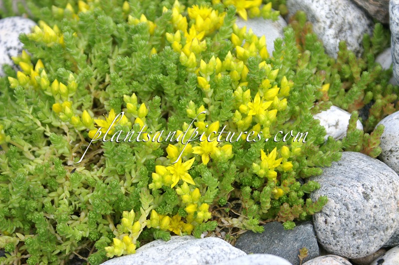 Sedum acre