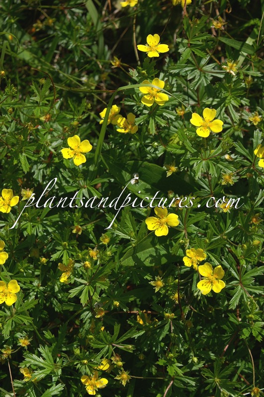Potentilla erecta
