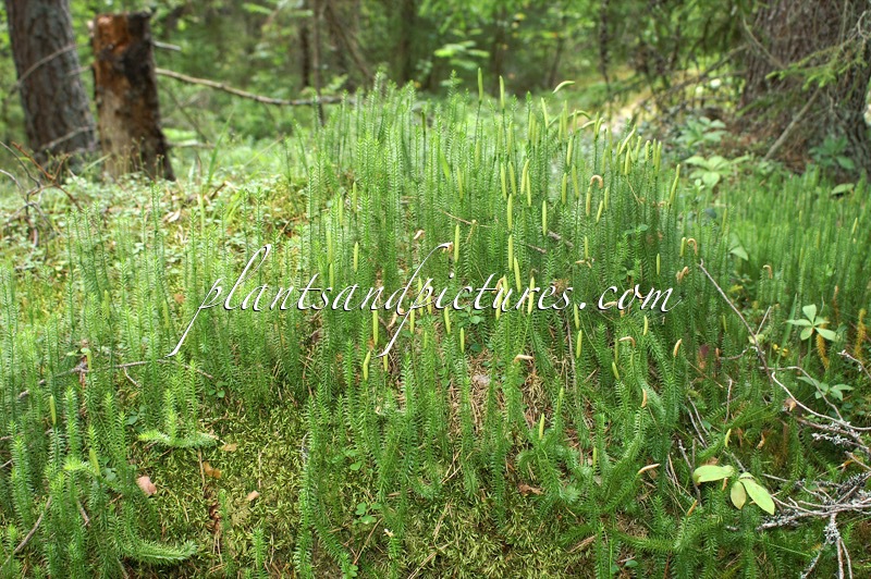 Lycopodium annotinum