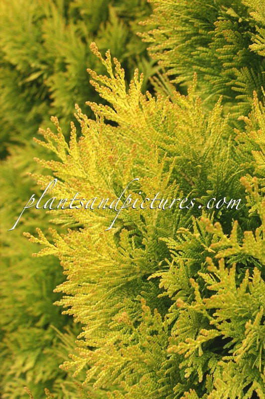 Thuja plicata ‘4ever’ (GOLDY)