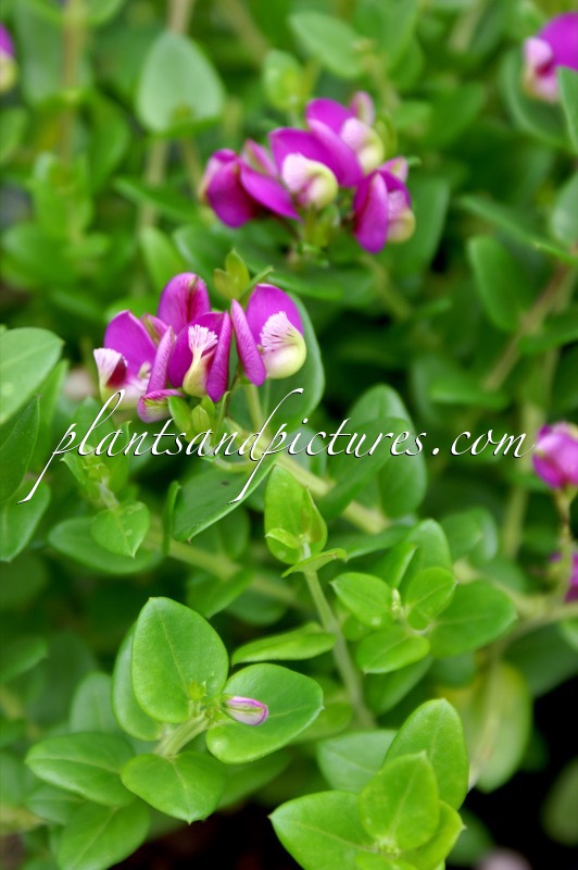 Polygala myrtifolia ‘Polylap’ (BIBI PINK)