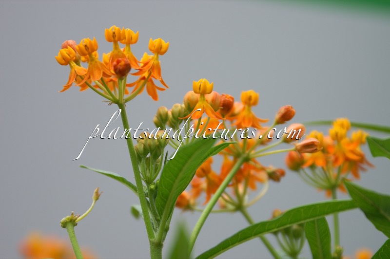 Asclepias curassavica ‘Kiki’