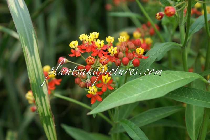 Asclepias curassavica ‘Maggy’