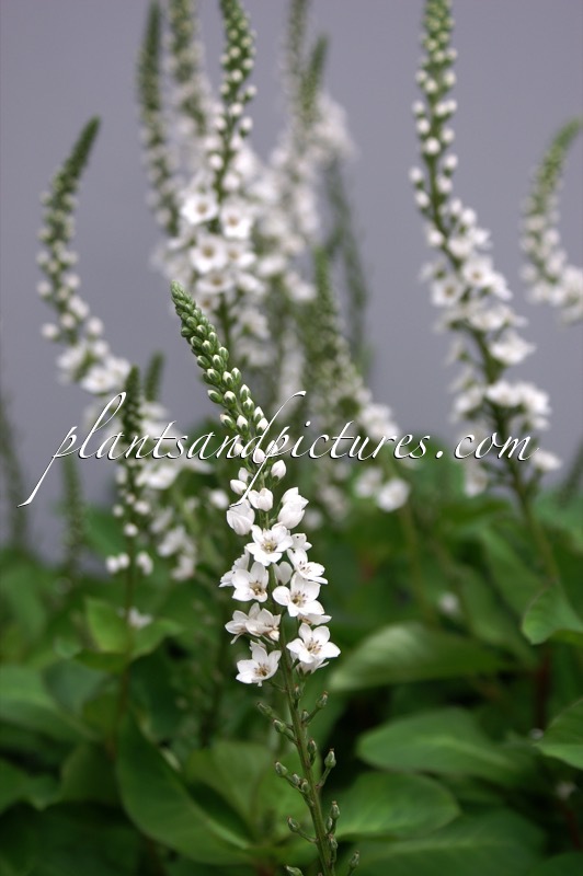 Lysimachia ‘Innlyscand’ (CANDELA)