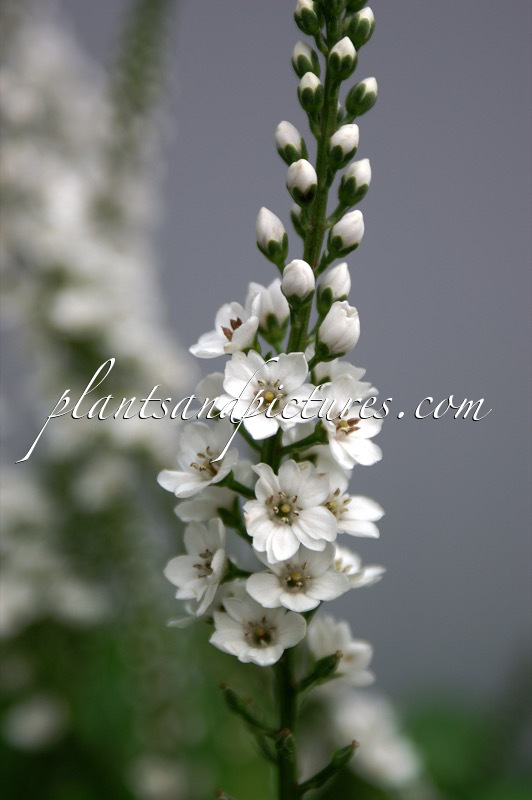 Lysimachia ‘Innlyscand’ (CANDELA)