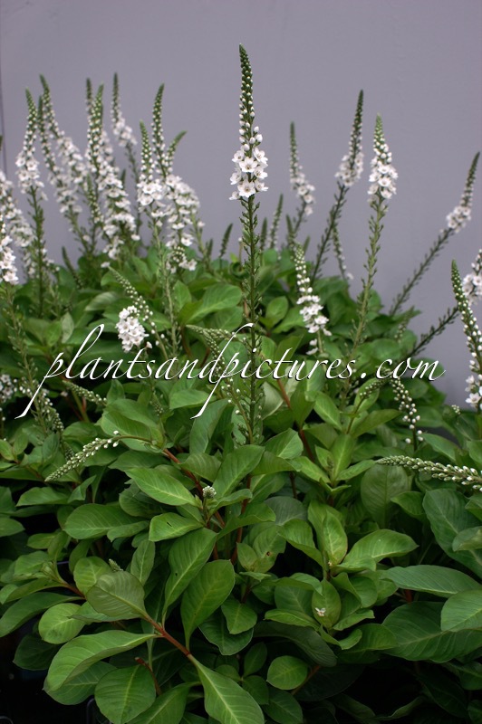 Lysimachia ‘Innlyscand’ (CANDELA)