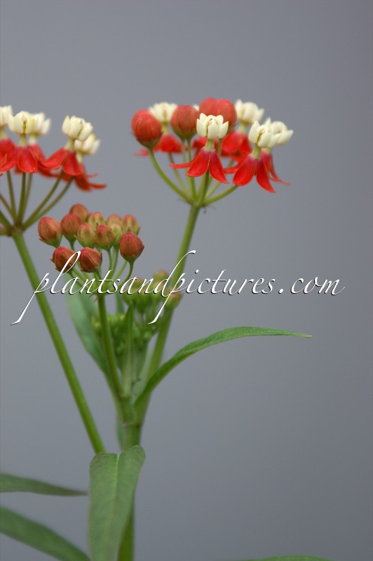 Asclepias curassavica ‘Beauty’