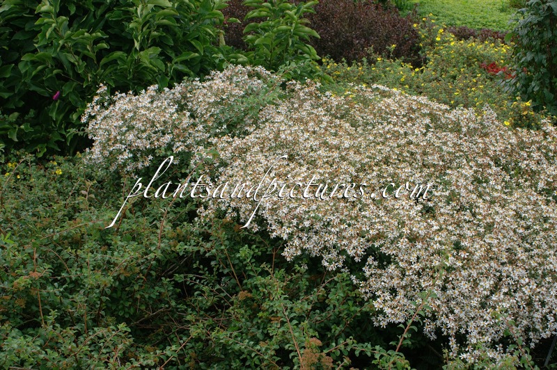 Aster divaricatus