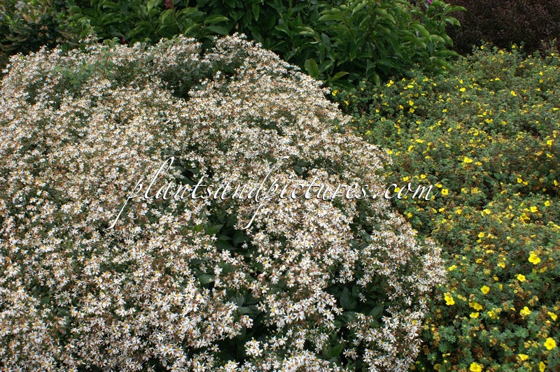 Aster divaricatus