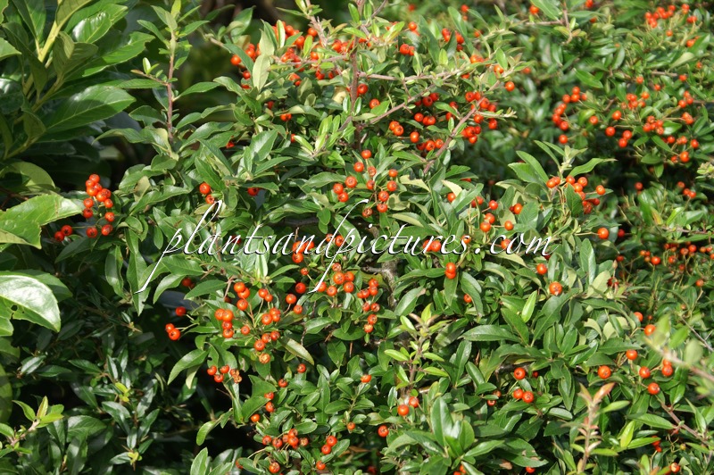 Pyracantha coccinea ‘Red Cushion’