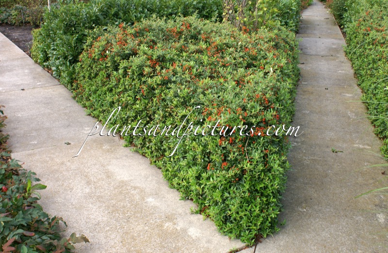 Pyracantha coccinea ‘Red Cushion’