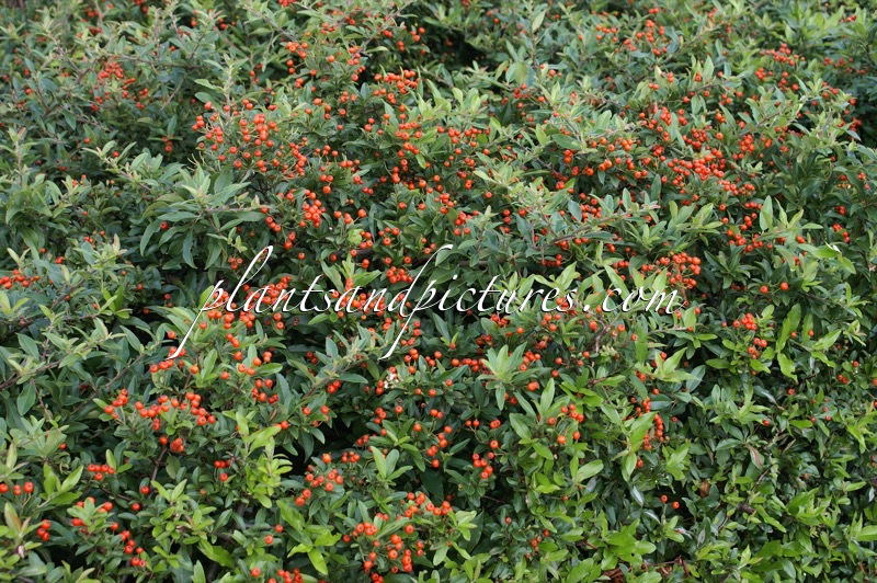 Pyracantha coccinea ‘Red Cushion’