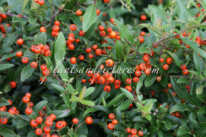 Pyracantha coccinea ‘Red Cushion’