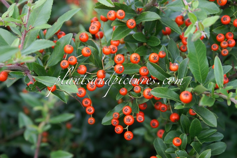 Pyracantha coccinea ‘Red Cushion’