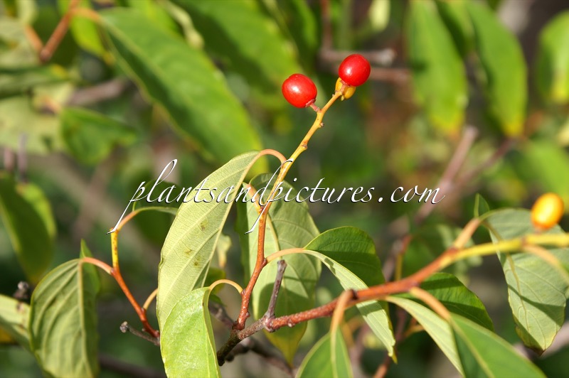 Berchemiella berchemiifolia