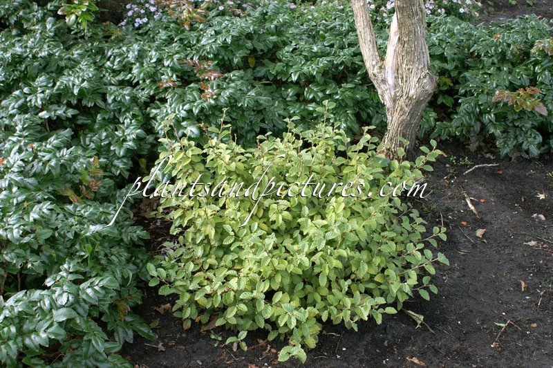 Betula megrelica