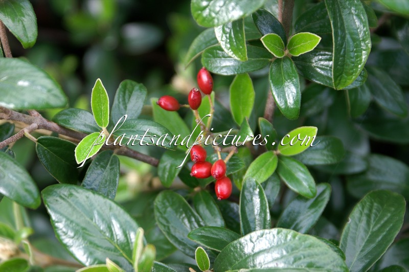 Viburnum burkwoodii ‘Conoy’