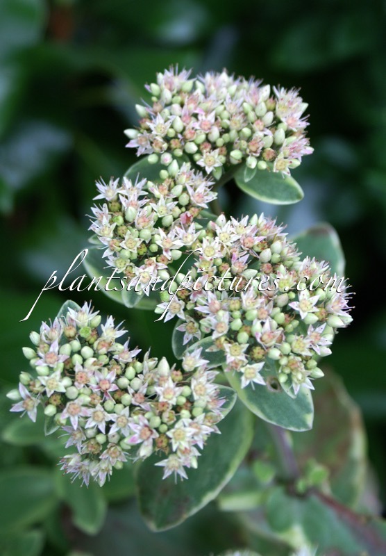 Sedum ‘Diamond Edge’