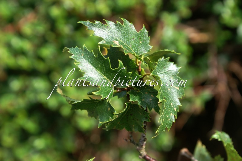 Betula pendula ‘Viscosa’