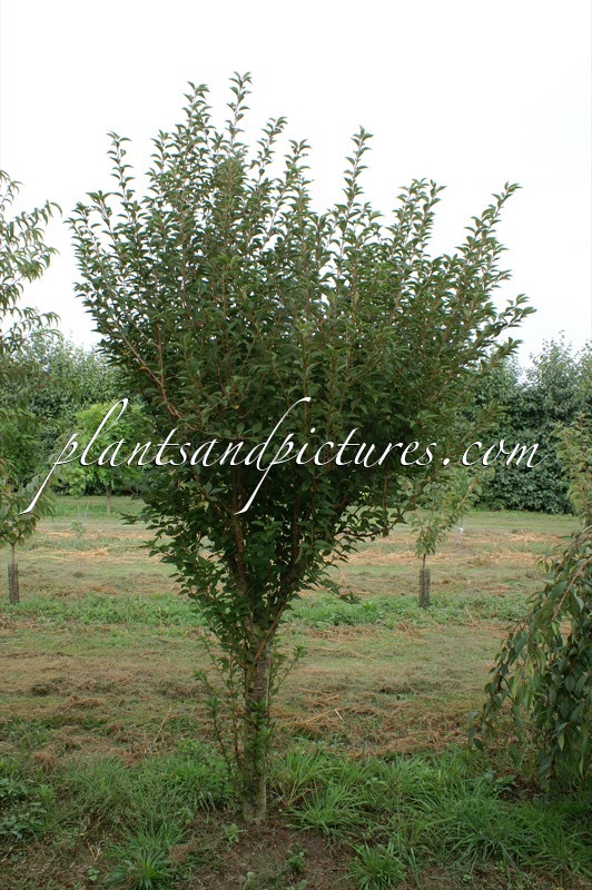 Prunus incisa ‘Bolletje’