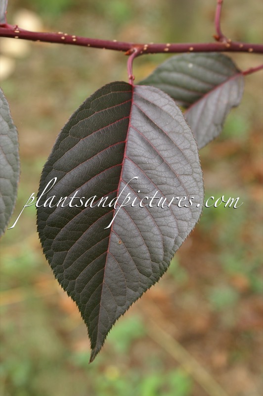 Prunus serrulata ‘Royal Burgundy’