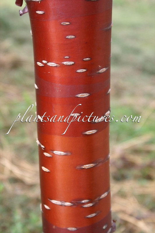 Prunus serrula ‘Branklin’