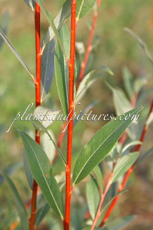 Salix alba ‘Yelverton’
