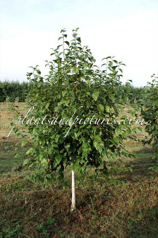 Betula utilis ‘Forrest Blush’