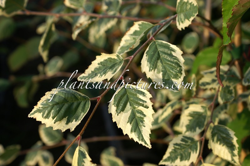 Betula nigra ‘Shiloh Splash’