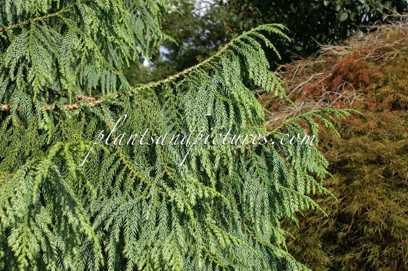 Taiwania cryptomerioides