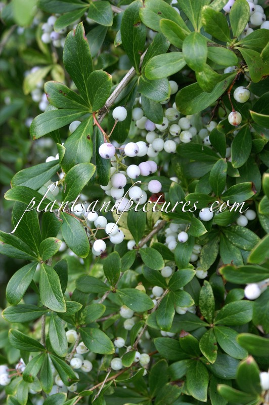 Berberis glaucocarpa