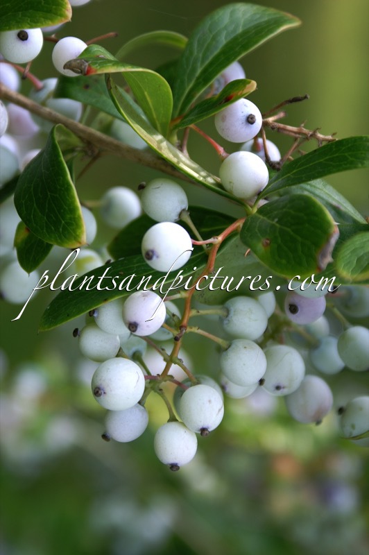 Berberis glaucocarpa
