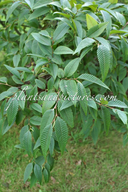 Alnus pendula