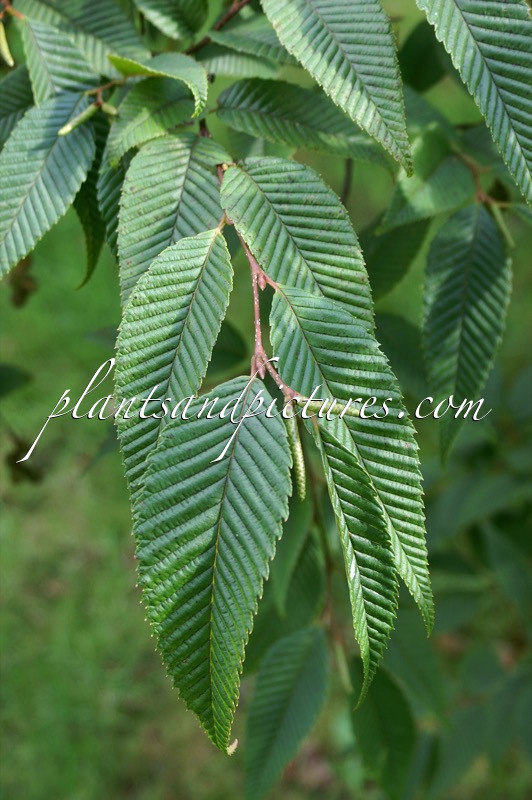 Alnus pendula