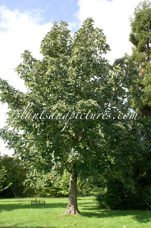 Sorbus thibetica ‘John Mitchell’