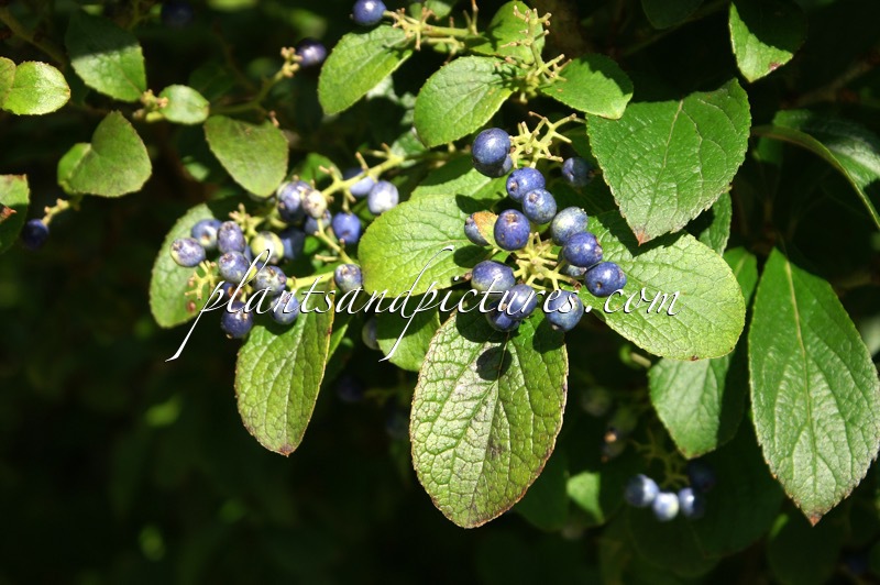 Symplocos paniculata