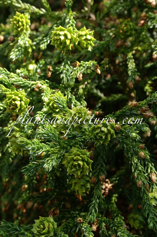 Athrotaxis selaginoides