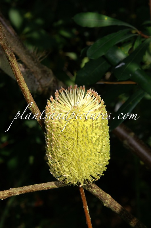 Banksia integrifolia subsp. monticola