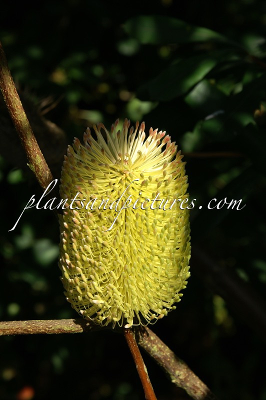 Banksia integrifolia subsp. monticola