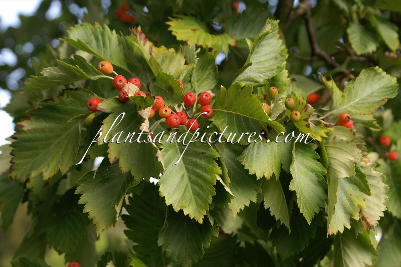 Sorbus japonica