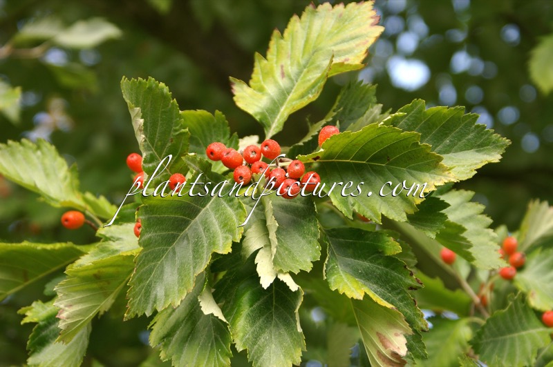 Sorbus japonica