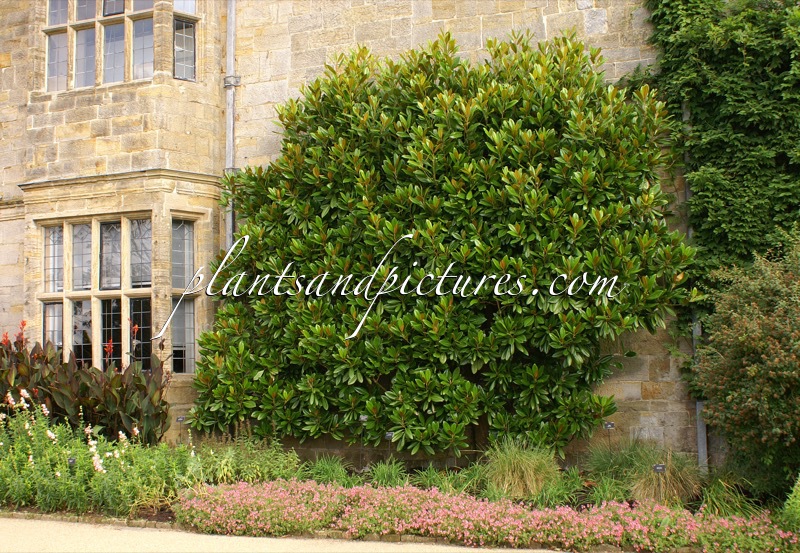 Magnolia grandiflora