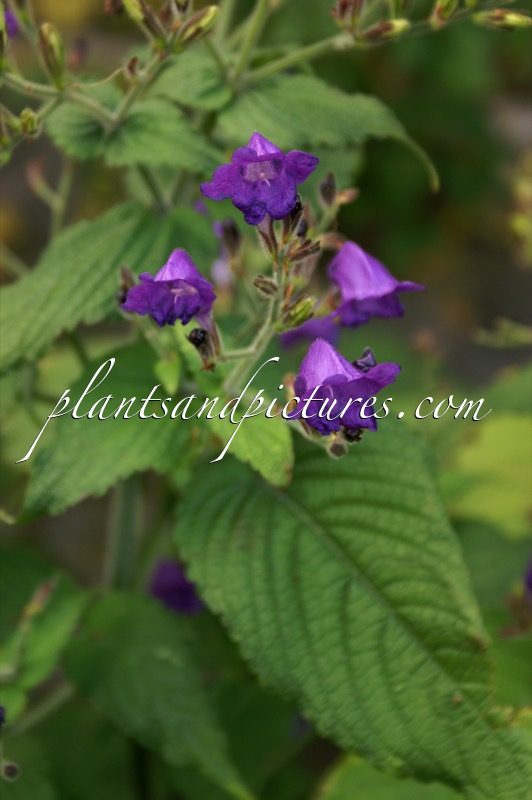 Pteracanthus urticifolius