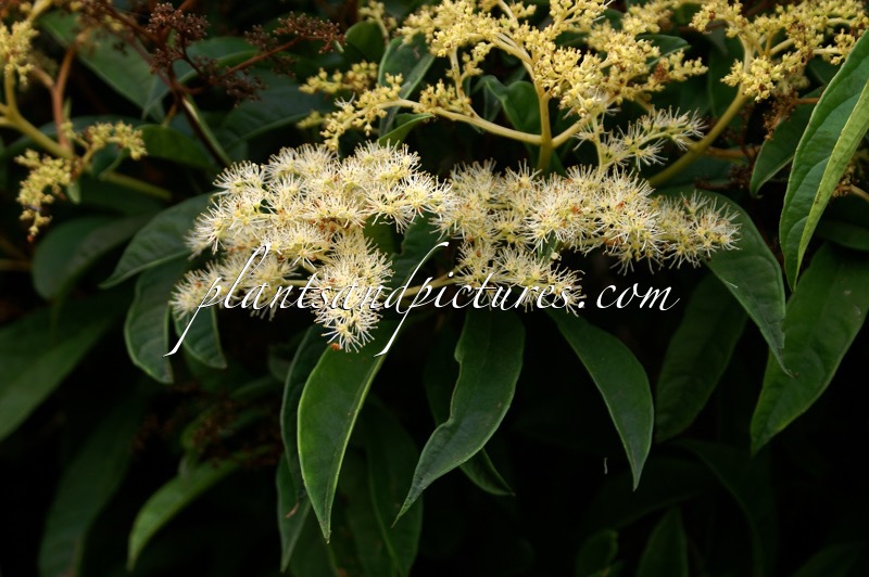 Pileostegia viburnoides