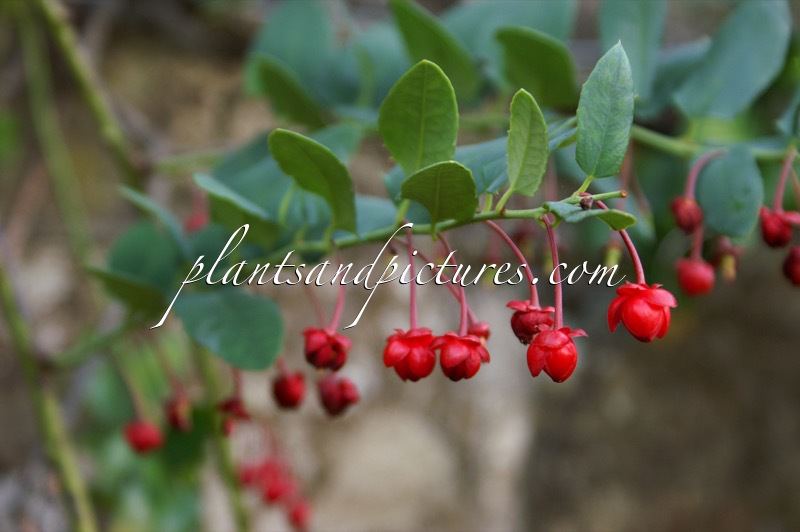 Berberidopsis corallina