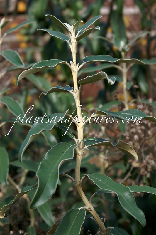 Olearia megalophylla