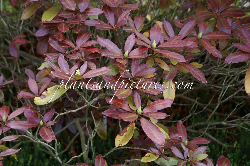 Rhododendron ponticum var. purpureum