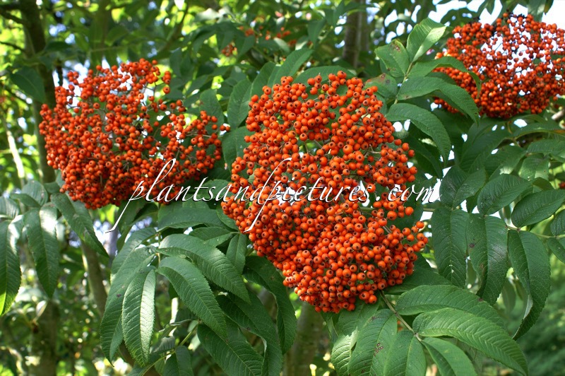 Sorbus sargentiana