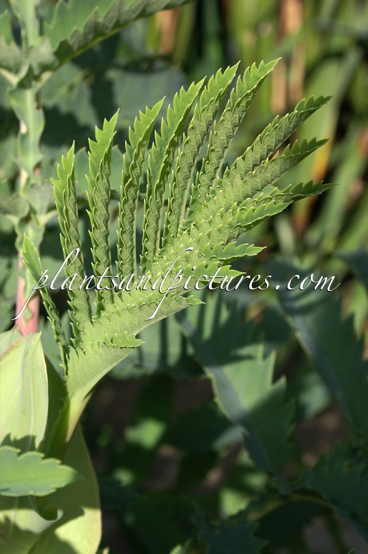Melianthus major
