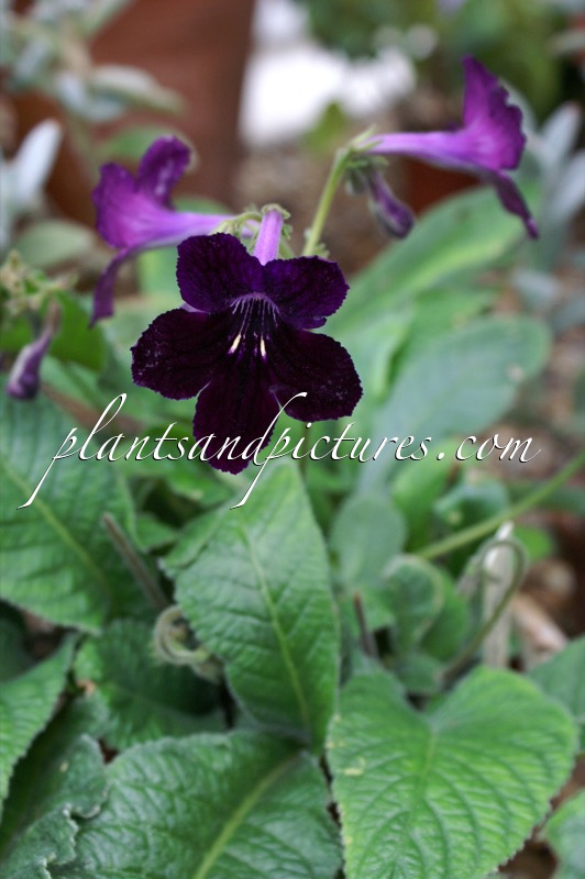 Streptocarpus ‘Black Panther’